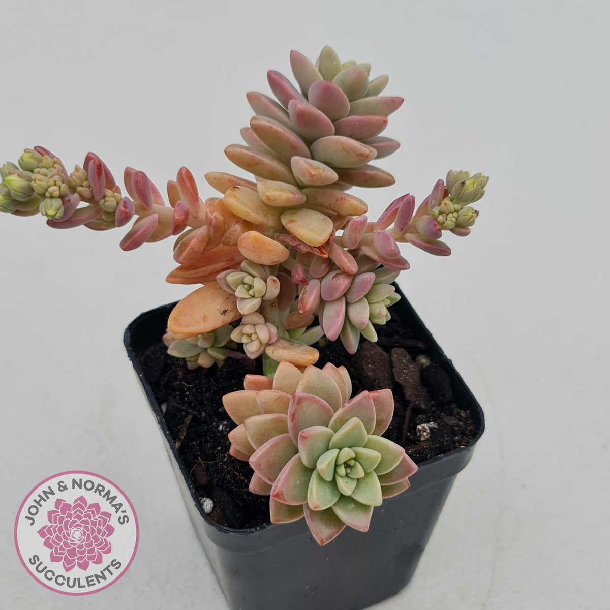 Sedeveria Pink Granite