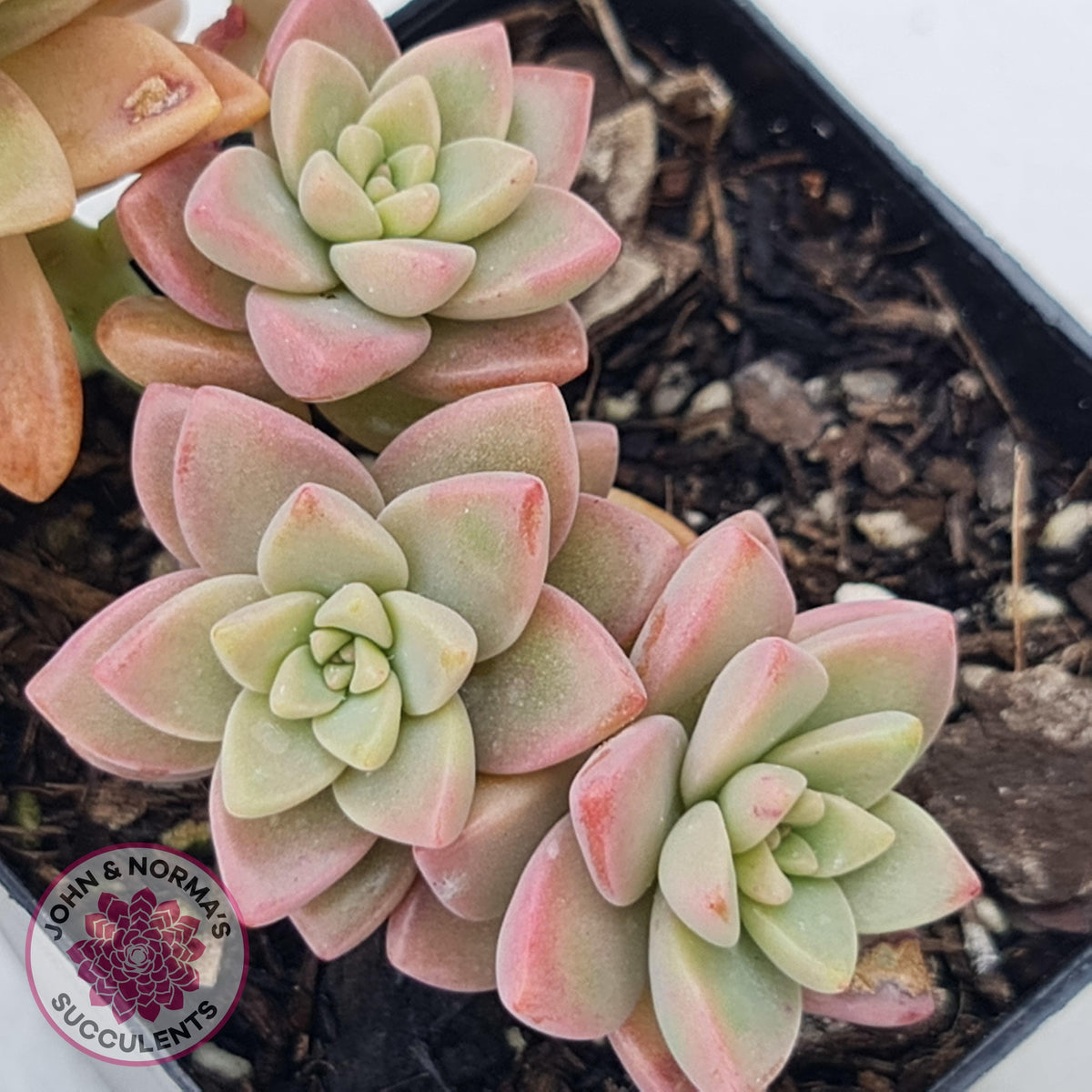 Sedeveria Pink Granite