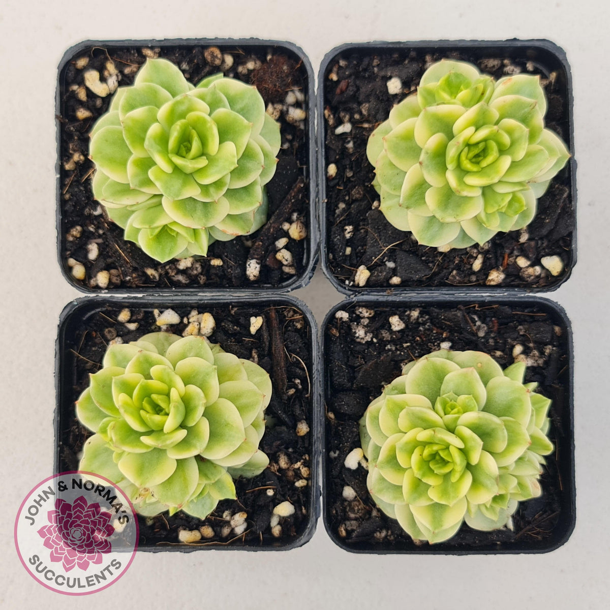 Sedeveria Rolly Variegated - Clumps