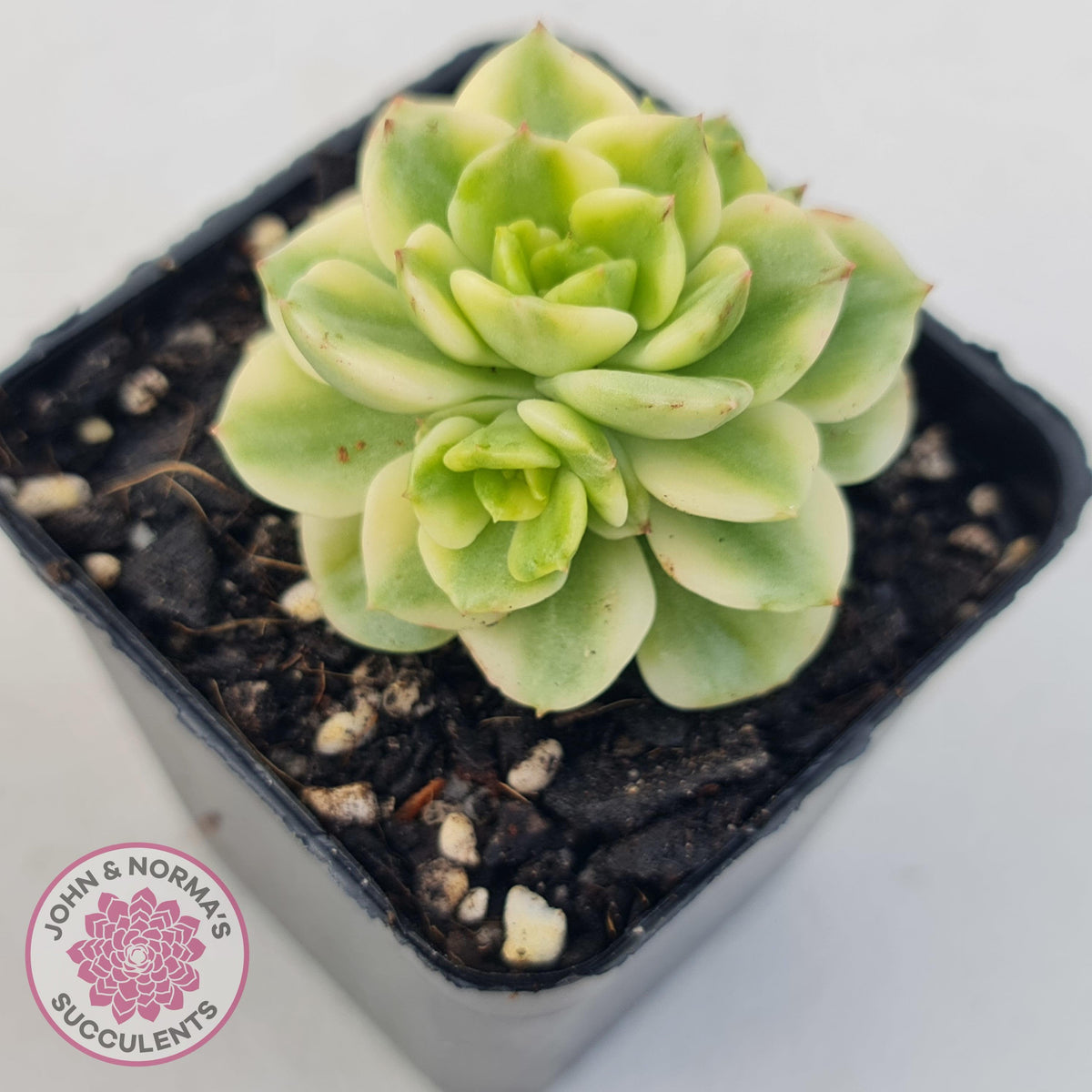 Sedeveria Rolly Variegated - Clumps