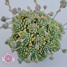 Load image into Gallery viewer, Sedeveria Silver Star x Mebina - John & Norma's Succulents