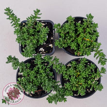 Load image into Gallery viewer, Sedum Album - John & Norma's Succulents