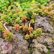 Load image into Gallery viewer, Sedum Album - John & Norma's Succulents