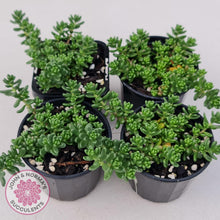 Load image into Gallery viewer, Sedum Album - John & Norma's Succulents