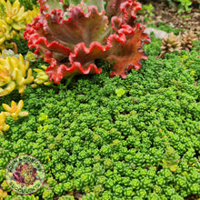 Load image into Gallery viewer, Sedum Album - John & Norma's Succulents