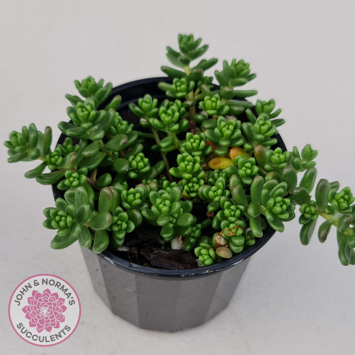Sedum Album