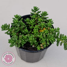 Load image into Gallery viewer, Sedum Album - John & Norma's Succulents