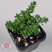 Load image into Gallery viewer, Sedum Album - John & Norma's Succulents