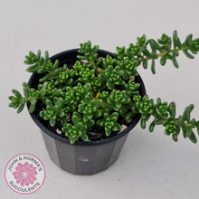 Load image into Gallery viewer, Sedum Album - John & Norma's Succulents