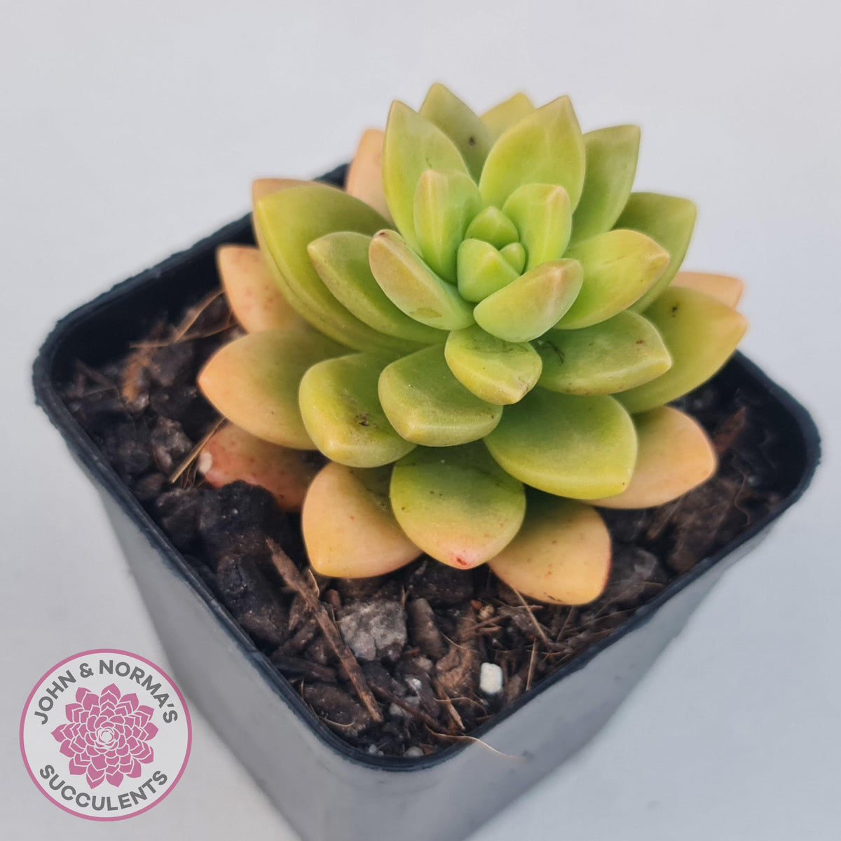 Sedum 'Alice Evans'