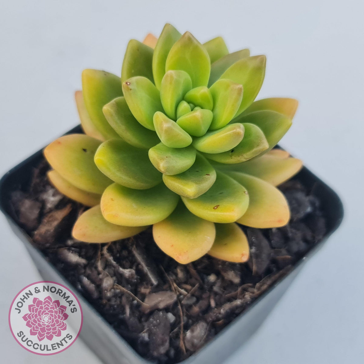 Sedum 'Alice Evans'