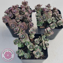 Load image into Gallery viewer, Sedum Cherry Tart - John & Norma's Succulents