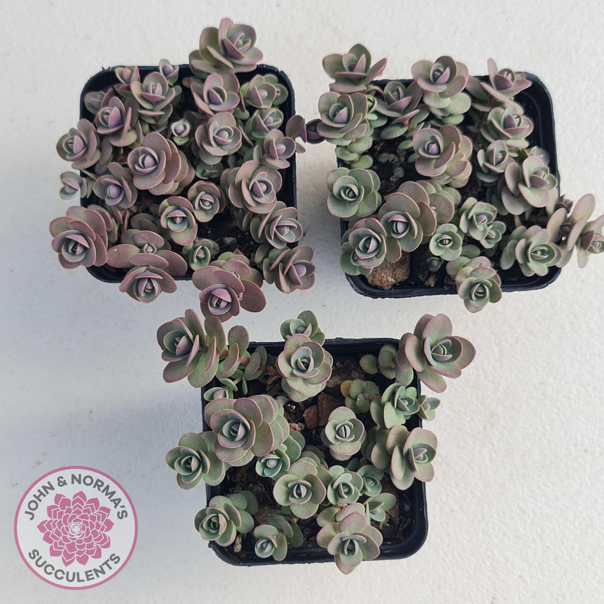 Sedum Cherry Tart