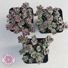 Load image into Gallery viewer, Sedum Cherry Tart - John & Norma's Succulents