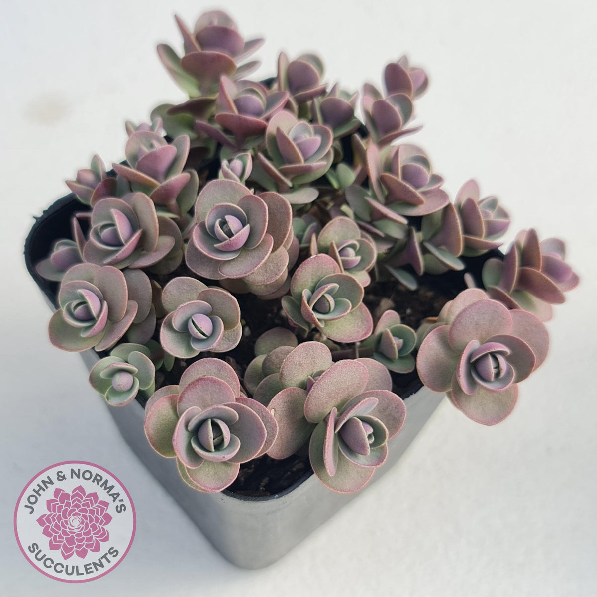 Sedum Cherry Tart