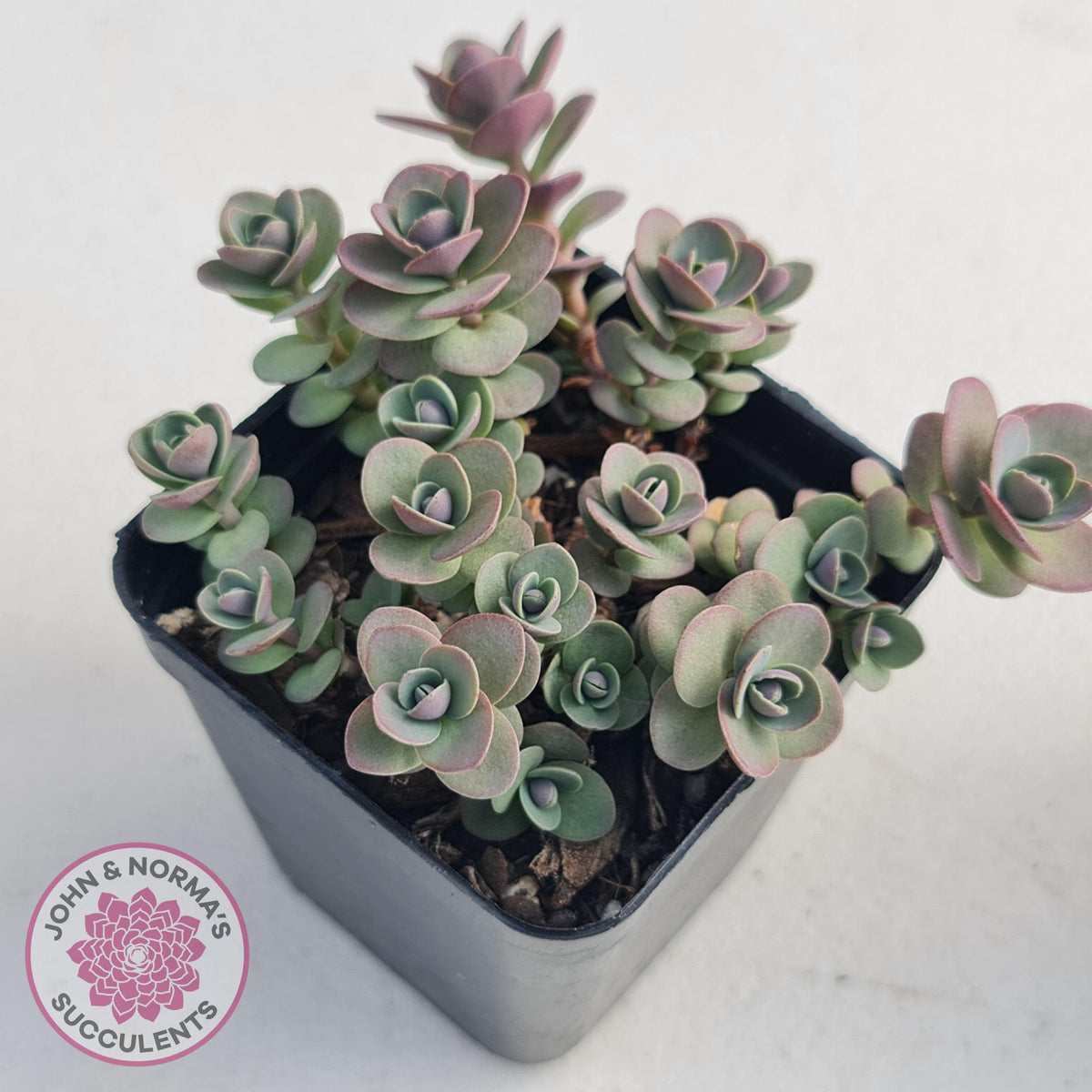 Sedum Cherry Tart