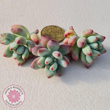 Load image into Gallery viewer, Sedum Comic Tom - Stressed Cuttings x 3 - John & Norma's Succulents Australia