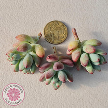 Load image into Gallery viewer, Sedum Comic Tom - Stressed Cuttings x 3 - John & Norma's Succulents Australia