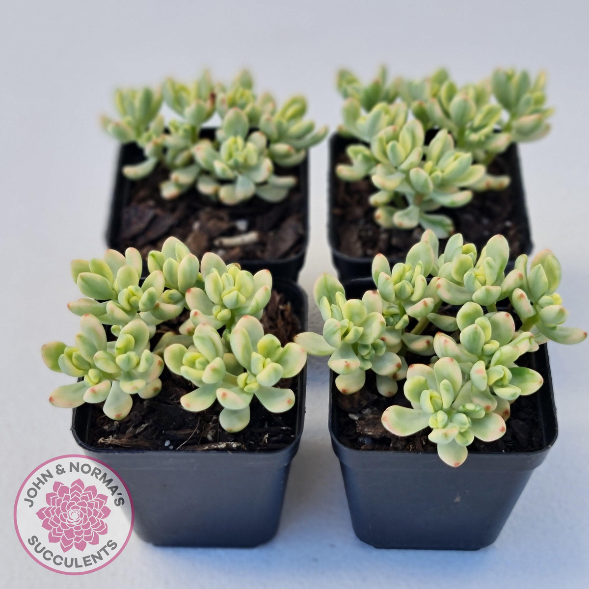 Sedum Jelly Bean Mickey Variegated