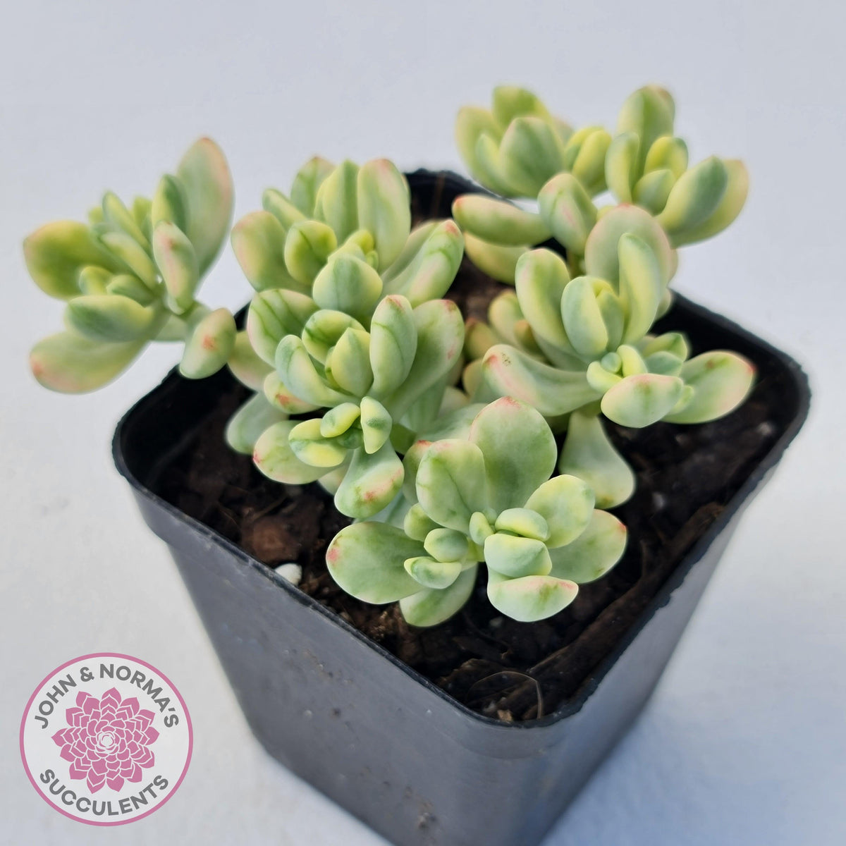Sedum Jelly Bean Mickey Variegated