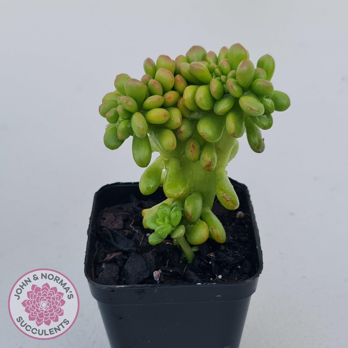 Sedum lucidum 'Obesum' Crested