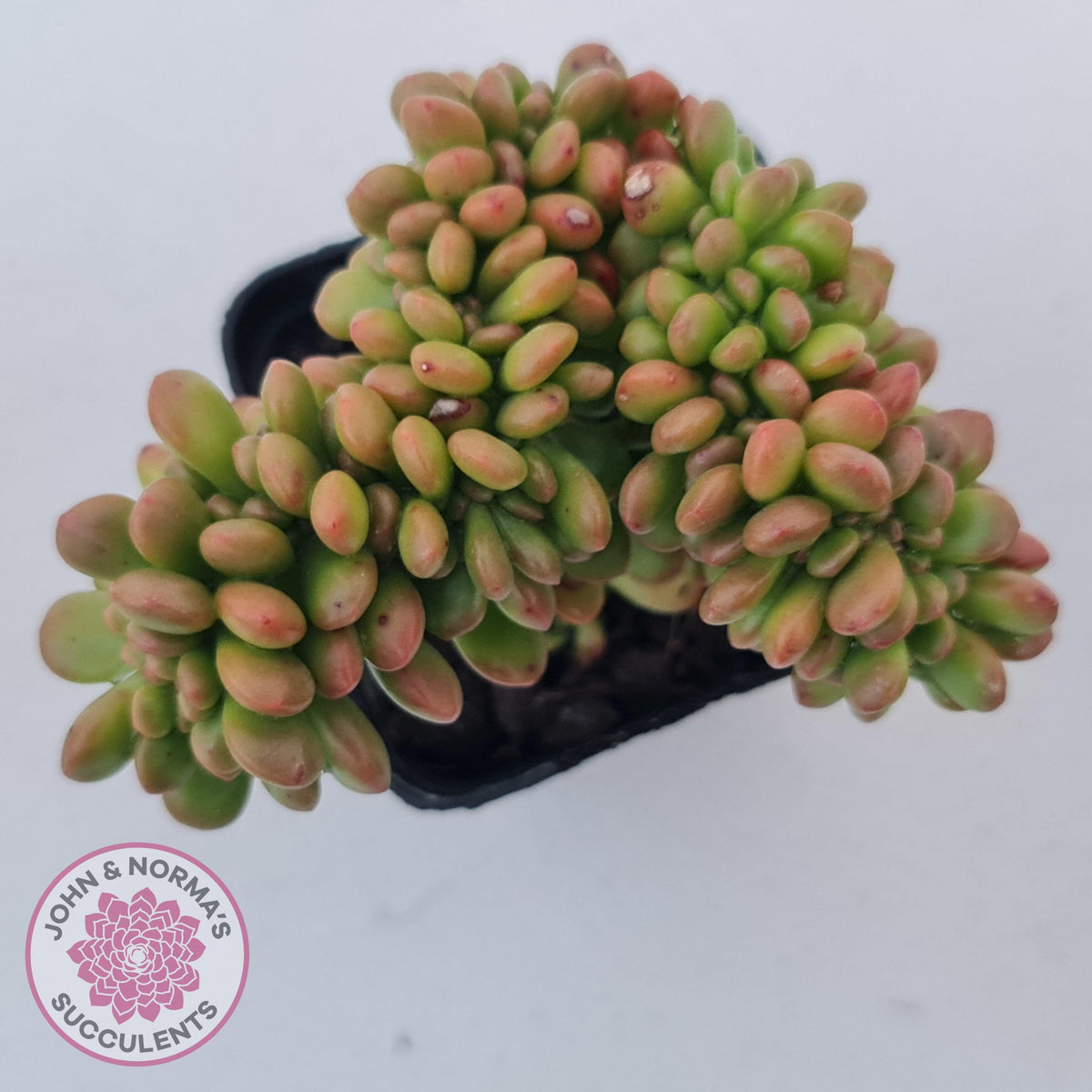 Sedum lucidum 'Obesum' Crested