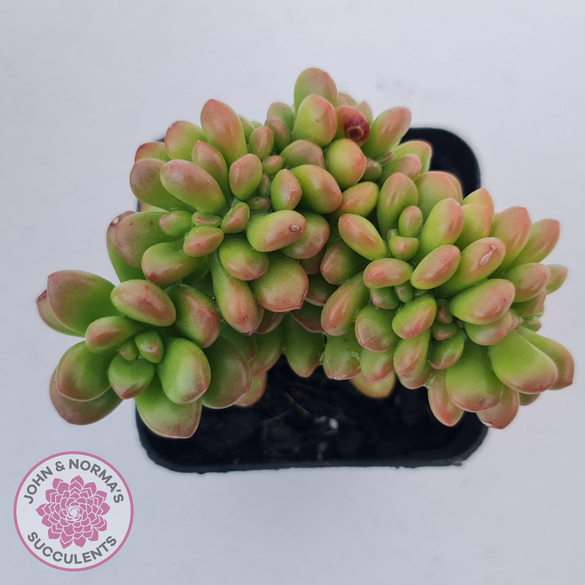 Sedum lucidum 'Obesum' Crested