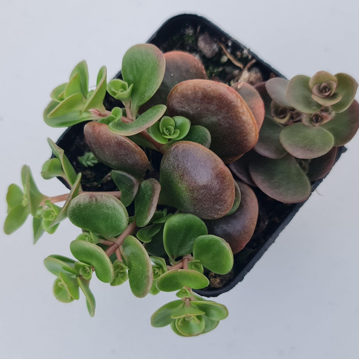Sedum Makinoi Tundra Tornado