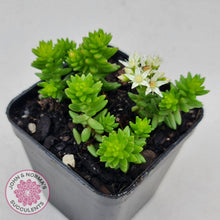 Load image into Gallery viewer, Sedum Spiral Staircase - John & Norma's Succulents