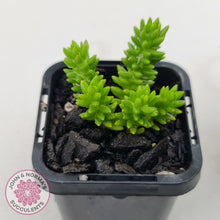 Load image into Gallery viewer, Sedum Spiral Staircase - (sml)