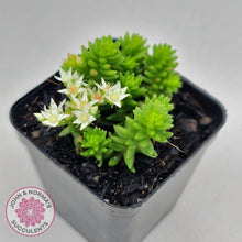 Load image into Gallery viewer, Sedum Spiral Staircase - John & Norma's Succulents