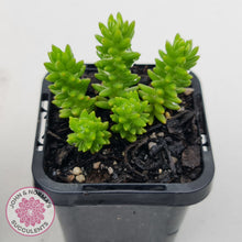 Load image into Gallery viewer, Sedum Spiral Staircase - (sml)