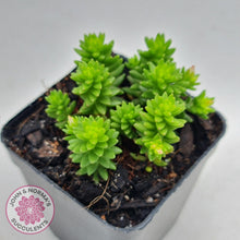 Load image into Gallery viewer, Sedum Spiral Staircase - John & Norma's Succulents