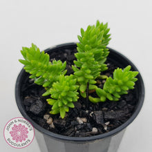 Load image into Gallery viewer, Sedum Spiral Staircase - (sml)