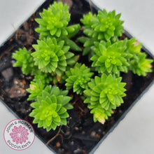 Load image into Gallery viewer, Sedum Spiral Staircase - John & Norma's Succulents