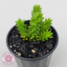 Load image into Gallery viewer, Sedum Spiral Staircase - (sml)