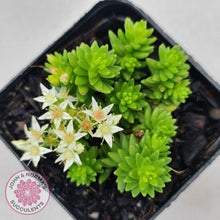Load image into Gallery viewer, Sedum Spiral Staircase - John & Norma's Succulents