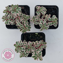 Load image into Gallery viewer, Sedum Spurium 'Tricolor'