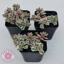 Load image into Gallery viewer, Sedum Spurium 'Tricolor'