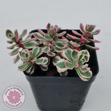 Load image into Gallery viewer, Sedum Spurium 'Tricolor'