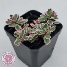 Load image into Gallery viewer, Sedum Spurium 'Tricolor'