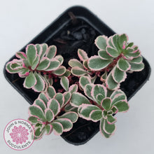 Load image into Gallery viewer, Sedum Spurium 'Tricolor'