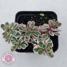 Load image into Gallery viewer, Sedum Spurium 'Tricolor'