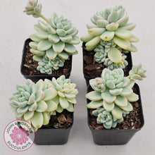 Load image into Gallery viewer, Sedum clavatum variegated - John & Norma's Succulents