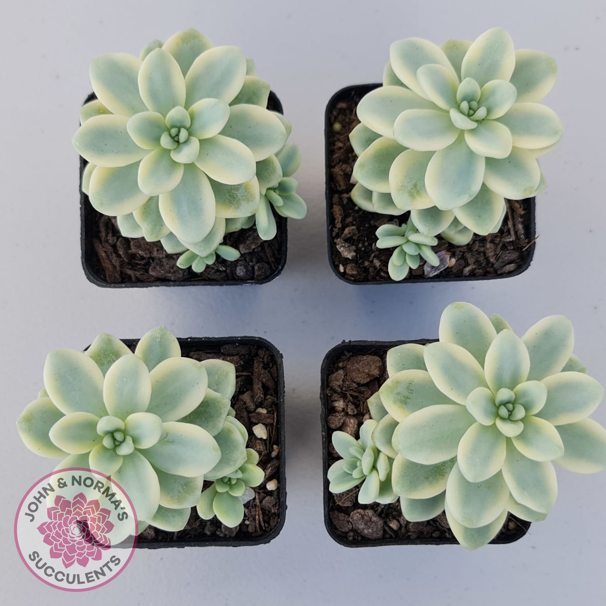 Sedum clavatum variegated (Multi)