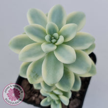 Load image into Gallery viewer, Sedum clavatum variegated