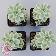 Load image into Gallery viewer, Sedum clavatum variegated