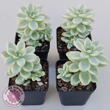 Load image into Gallery viewer, Sedum clavatum variegated