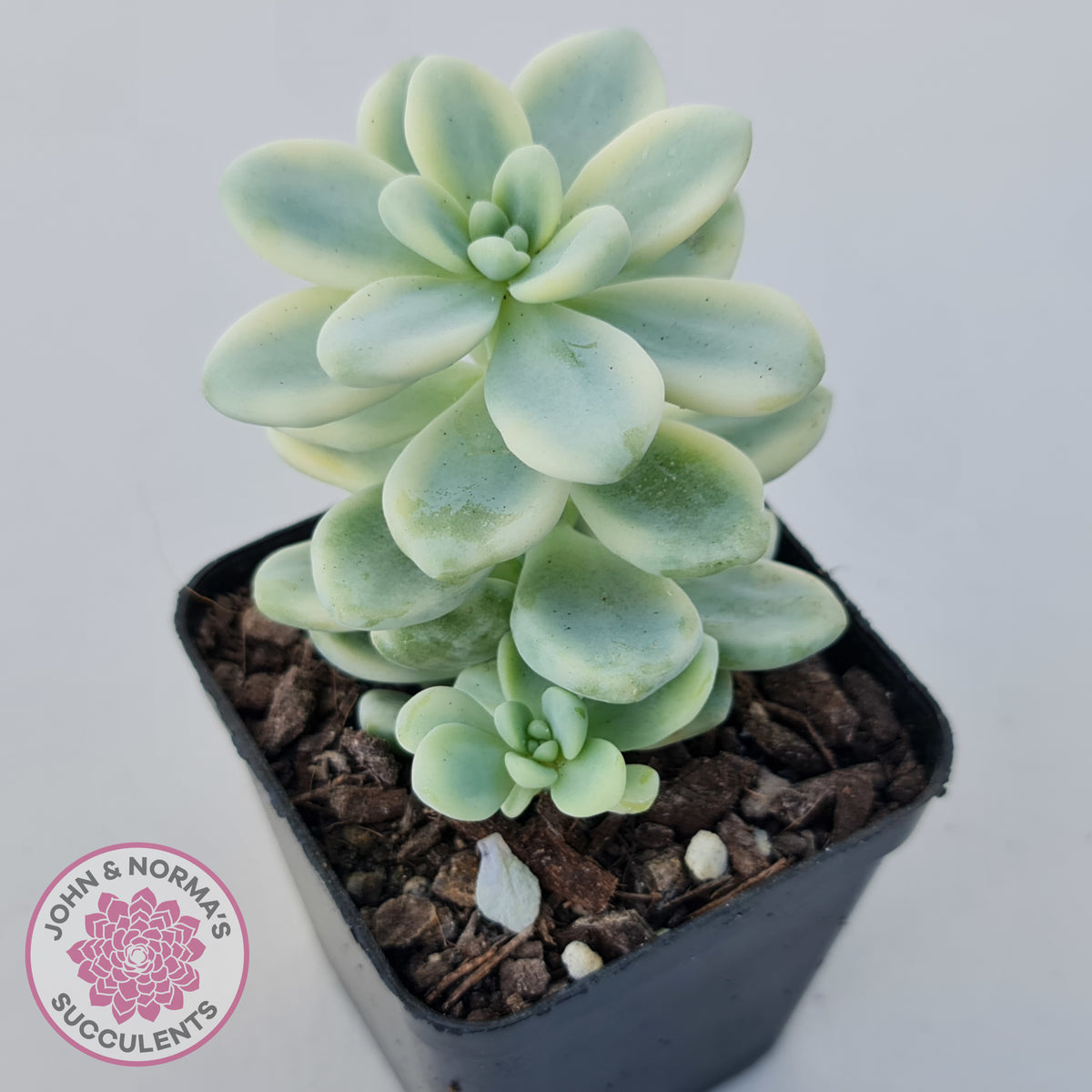 Sedum clavatum variegated (Multi)