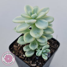 Load image into Gallery viewer, Sedum clavatum variegated